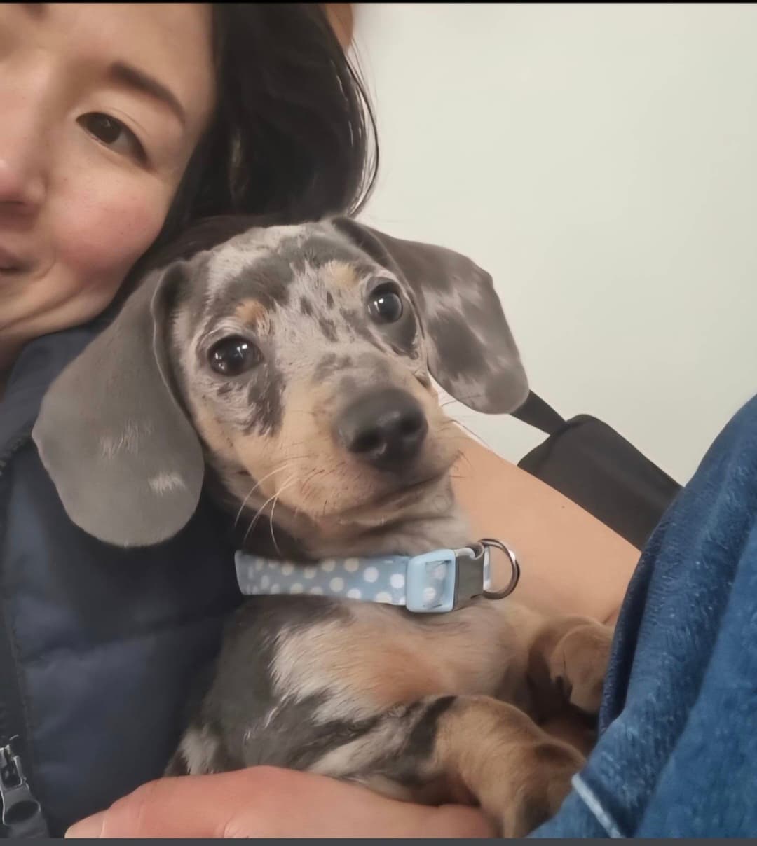 Dog sitting services