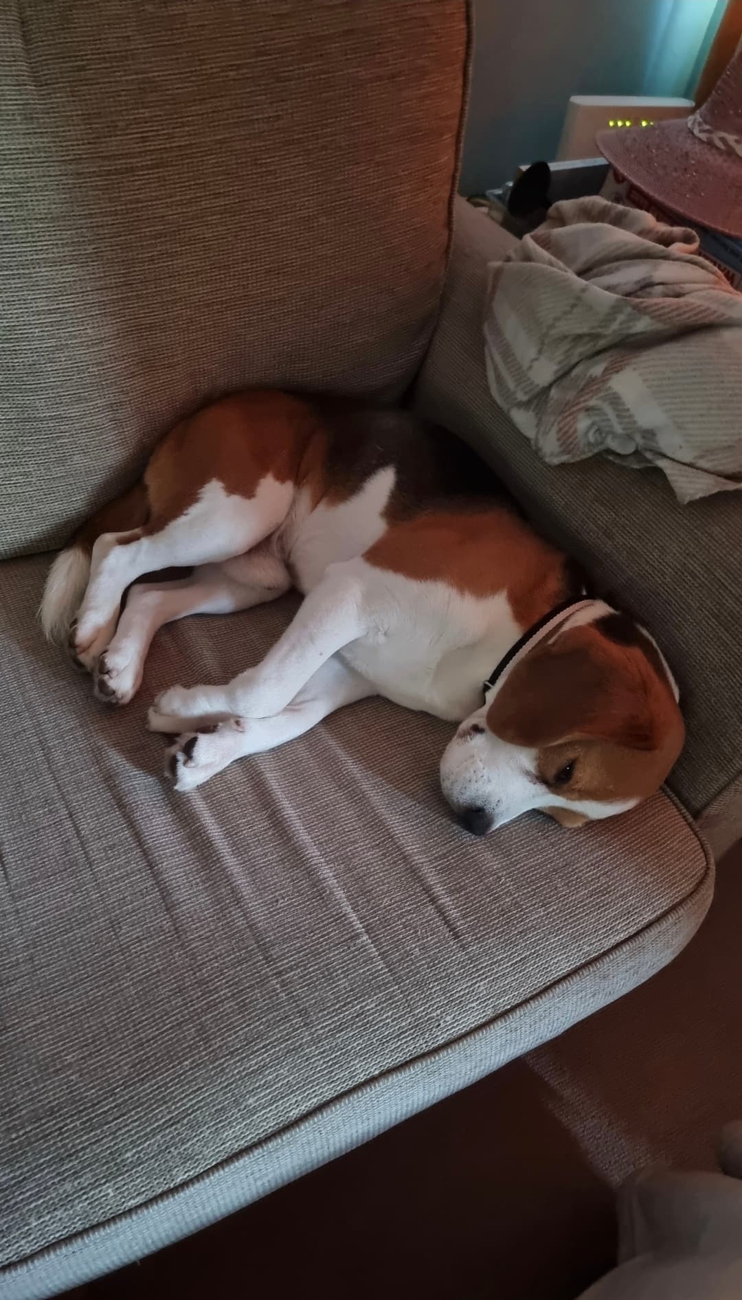 Dog feeling safe and comfortable at home while alone