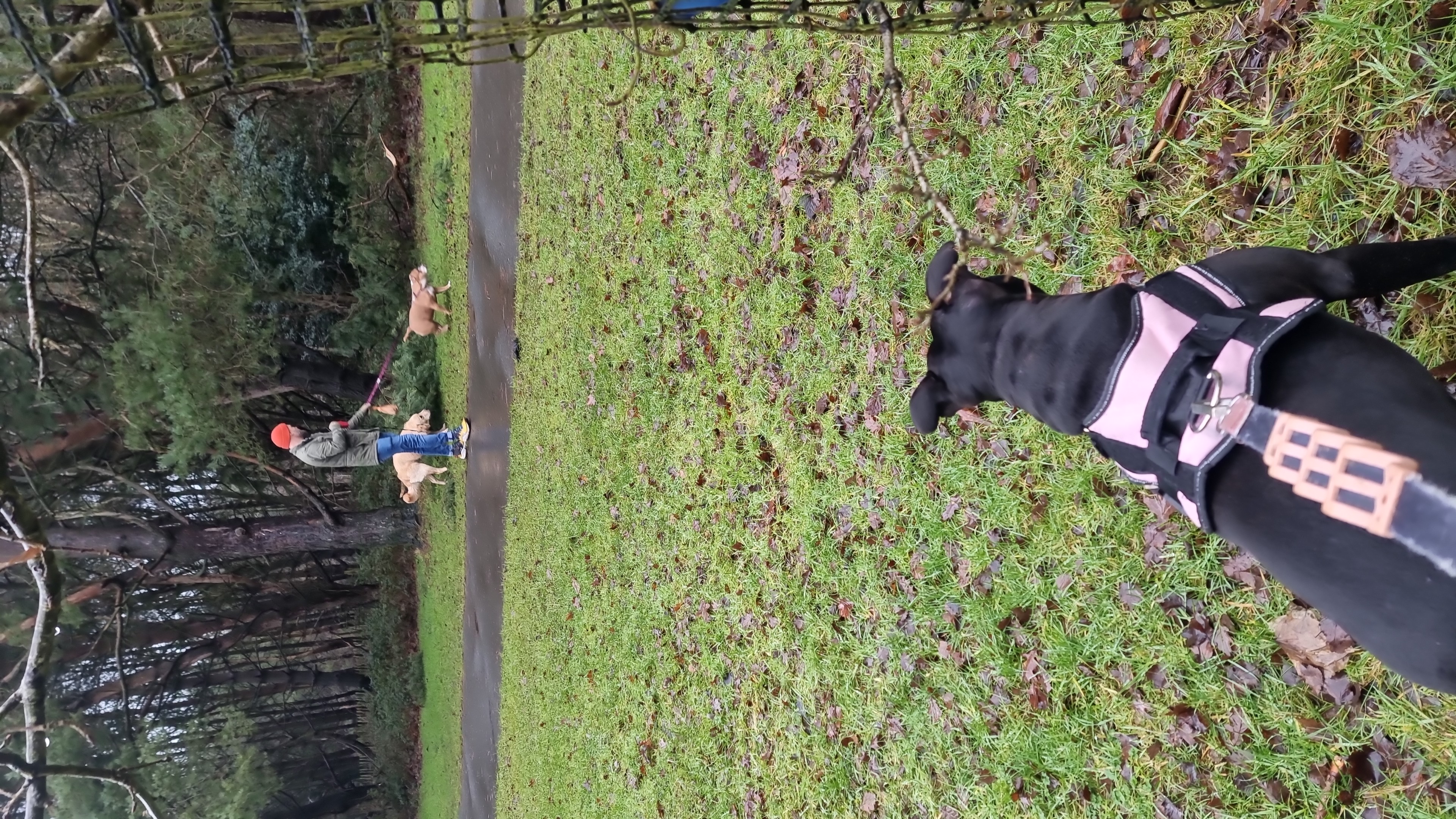 Small dog calmly meeting a larger friendly dog