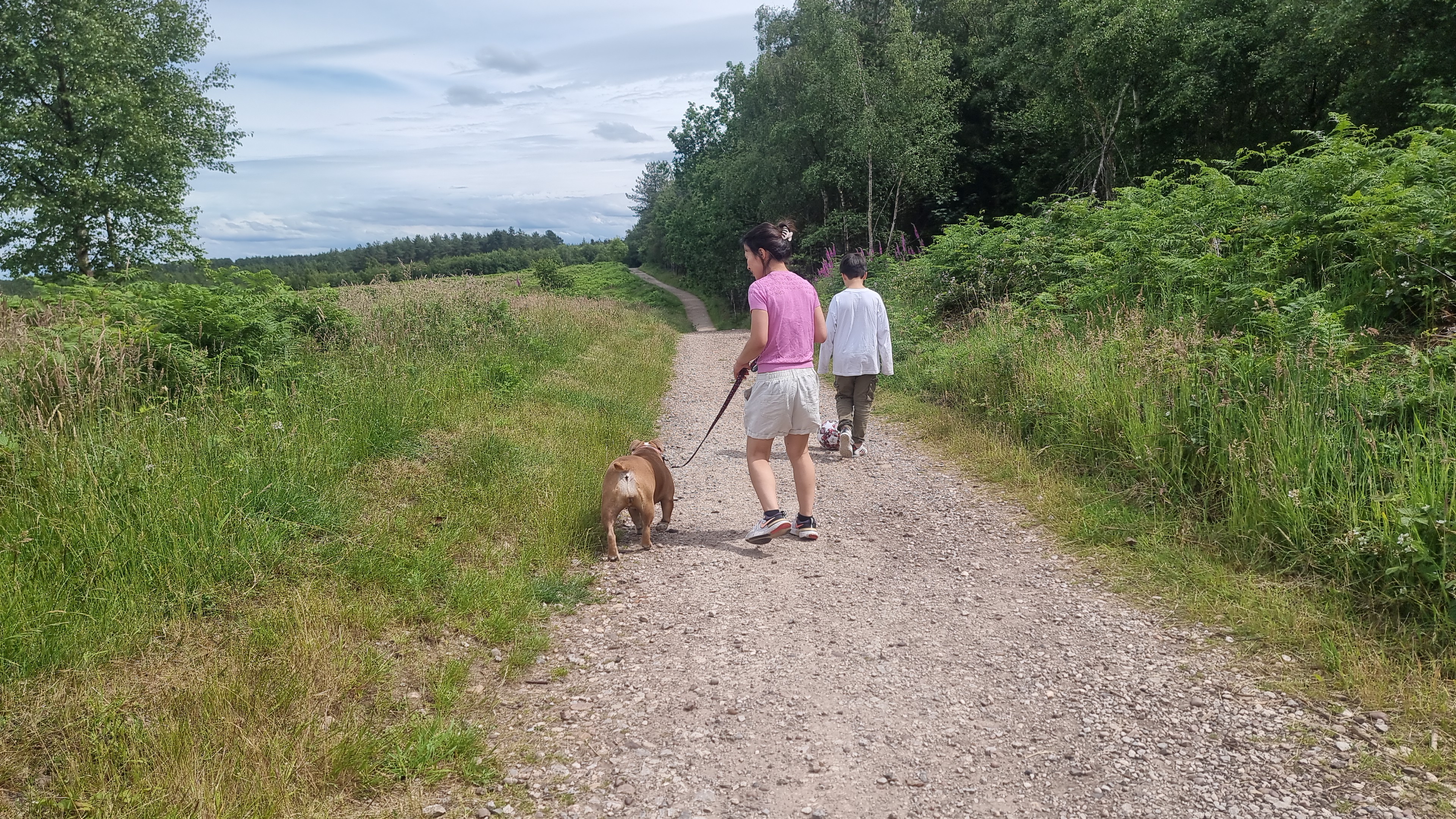 Dog walking safely during summer in Penkridge Staffordshire