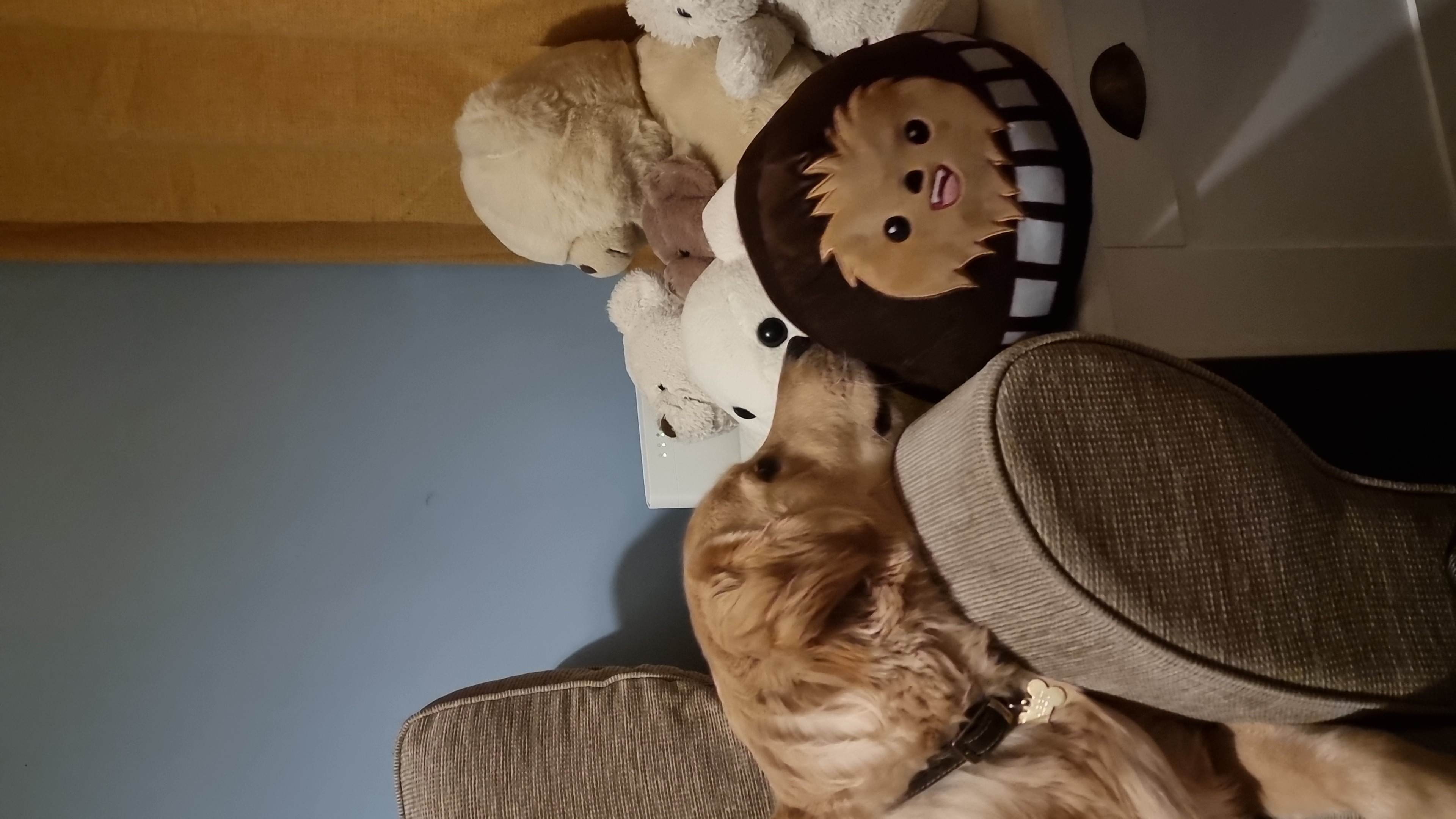 Happy dog surrounded by colourful toys