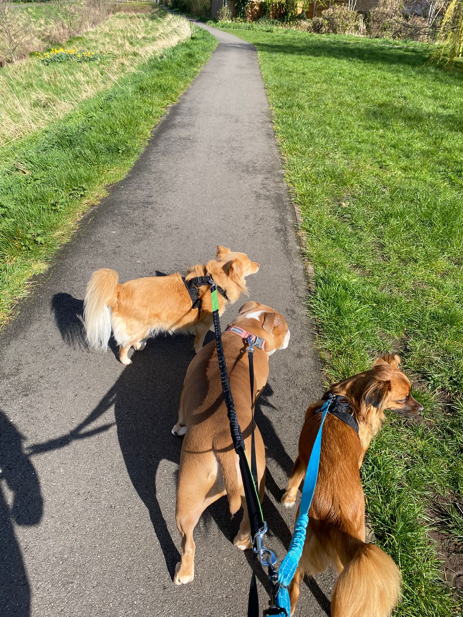 Two dogs enjoying a relaxed walk together