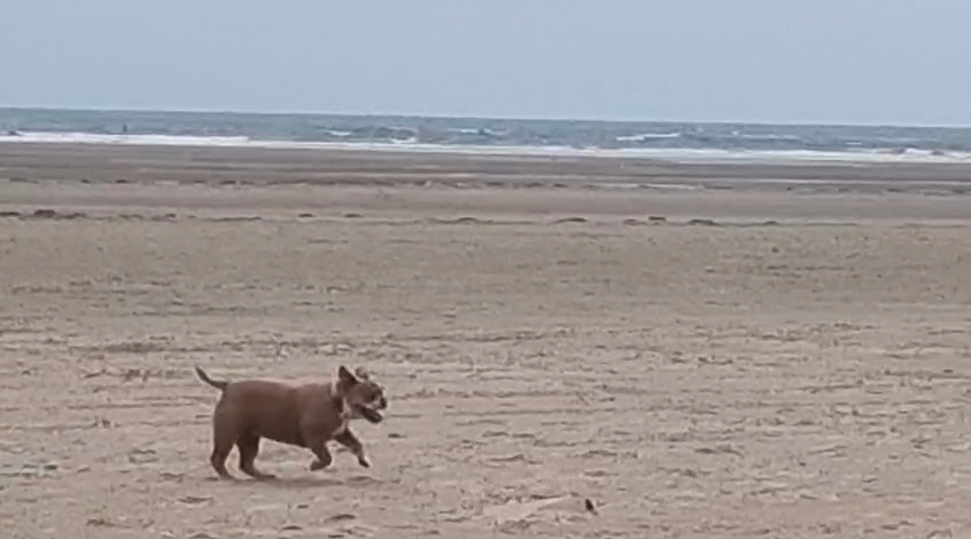 Happy dog enjoying Black Rock Sands beach