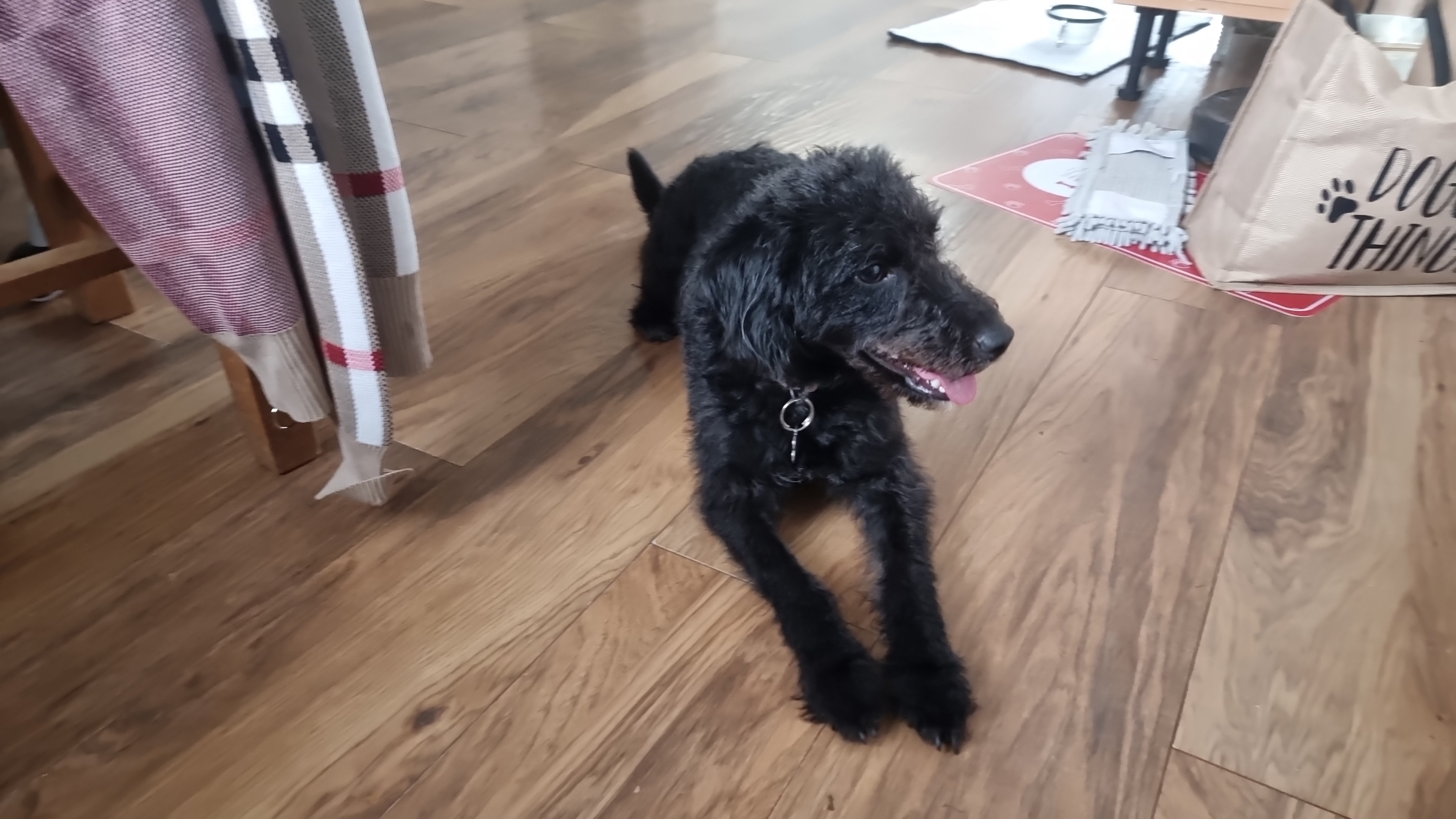 Dog relaxing on a cool kitchen floor during warm weather