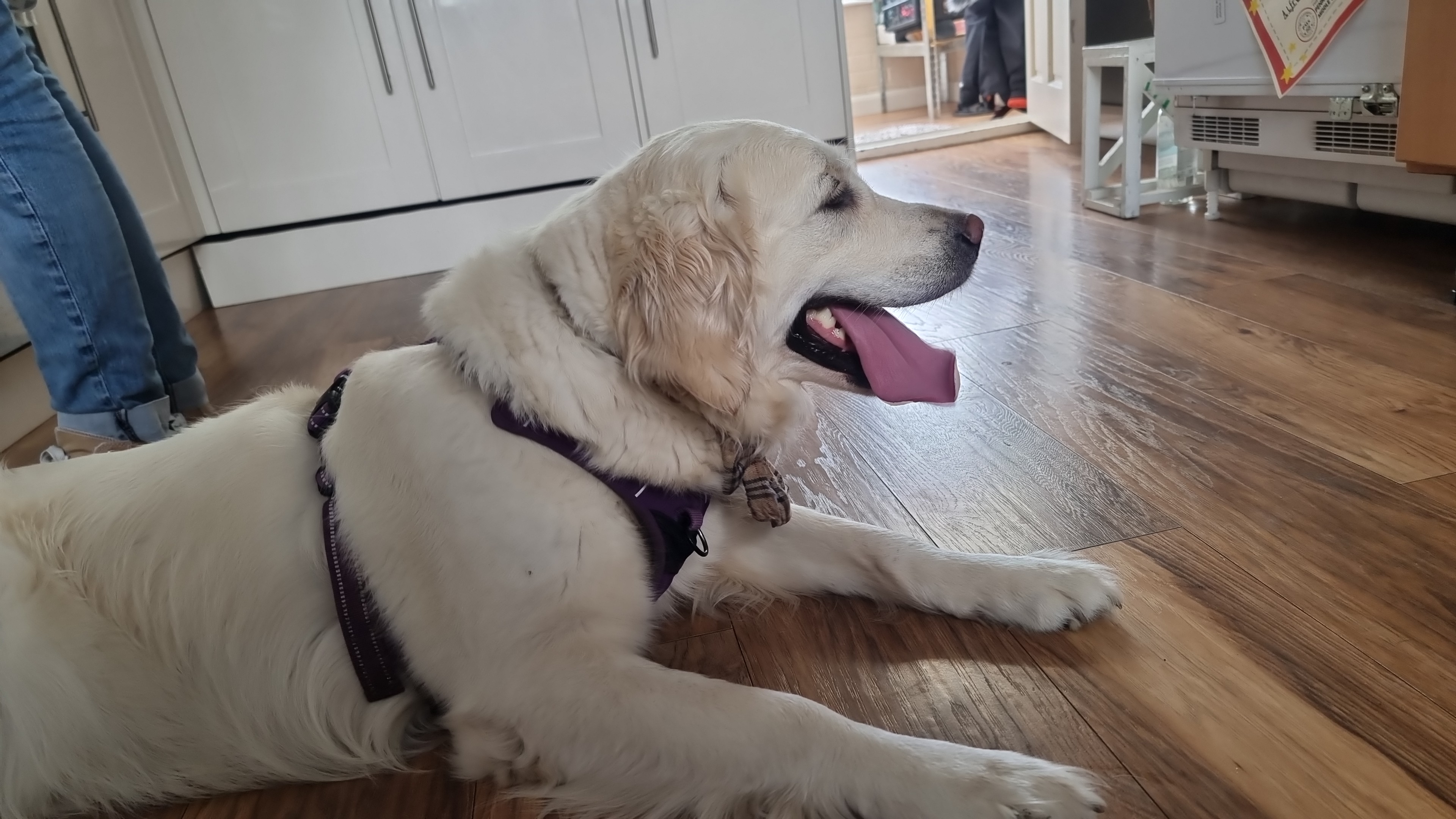 Happy dog cooling down on the kitchen floor during a hot Staffordshire day