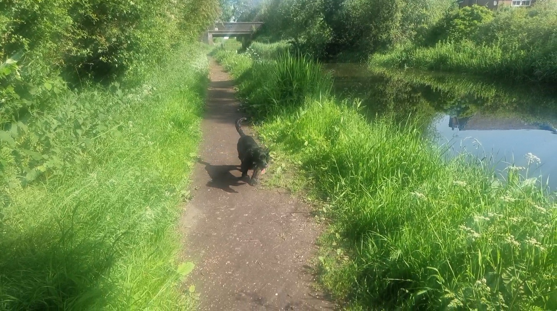 Dog walking along the canal in Penkridge Staffordshire