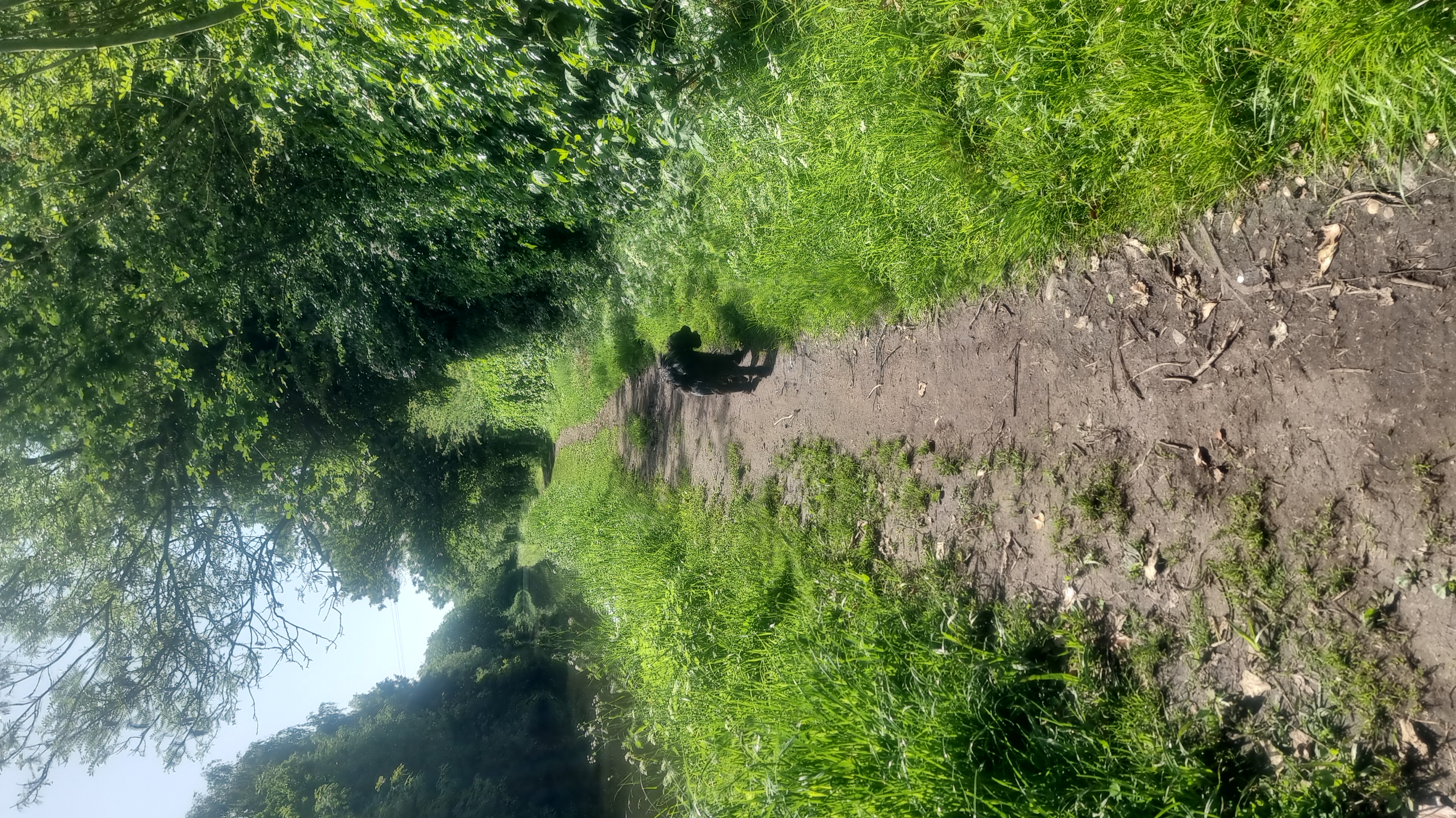 Dog walking on countryside paths in Penkridge Staffordshire